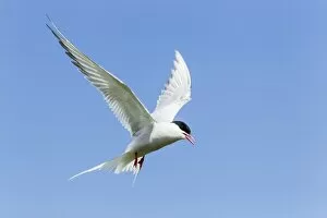 Images Dated 10th June 2013: Common Tern -Sterna hirundo-, Farne Islands, Northumberland, England, United Kingdom