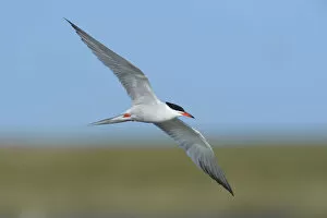 Images Dated 9th May 2013: Common Tern -Sterna hirundo- in flight, Wagejot nature reserve, Texel, West Frisian Islands