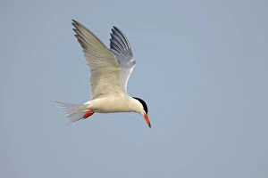 Images Dated 7th May 2013: Common Tern -Sterna hirundo- in flight, Wagejot Nature Reserve, Texel, West Frisian Islands