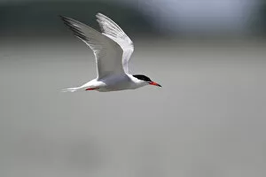 Images Dated 30th June 2011: Common Tern -Sterna hirundo- in flight, Apetlon, Lake Neusiedl, Burgenland, Austria, Europe