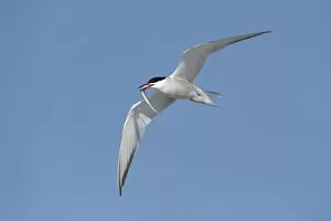 Images Dated 3rd May 2013: Common Tern -Sterna hirundo- in flight with fish in its beak, Wagejot Nature Reserve, Texel