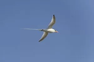 Images Dated 22nd December 2012: Common Tern -Sterna hirundo- in flight with fish in its beak, Wagejot Nature Reserve, Texel
