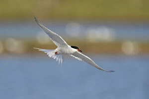 Images Dated 6th May 2013: Common Tern -Sterna hirundo- in flight over a nesting colony, Wagejot Nature Reserve, Texel