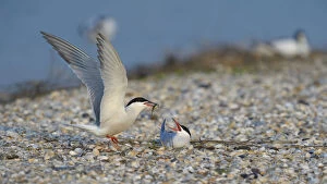 Images Dated 7th May 2013: Common Tern -Sterna hirundo-, male handing over a bridal gift to a female