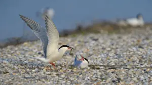 Tern Prints: Common Tern -Sterna hirundo-, male handing over a bridal gift to a female