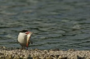 Images Dated 31st May 2014: Common Tern -Sterna hirundo-, Mecklenburg-Western Pomerania, Germany