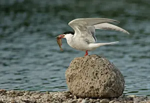 Tern Prints: Common Tern -Sterna hirundo-, Mecklenburg-Western Pomerania, Germany