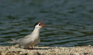 Tern Prints: Common Tern -Sterna hirundo-, Mecklenburg-Western Pomerania, Germany