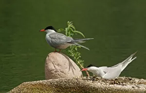 Images Dated 31st May 2014: Common Terns -Sterna hirundo-, Mecklenburg-Western Pomerania, Germany