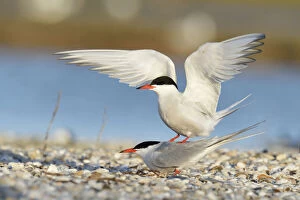 Images Dated 1st May 2013: Common Terns -Sterna hirundo-, mating, Ouedeschild, Texel, Texel, West Frisian Islands