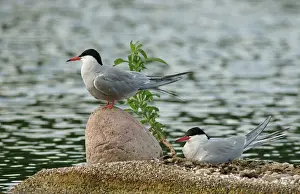 Common Terns -Sterna hirundo-, Mecklenburg-Western Pomerania, Germany