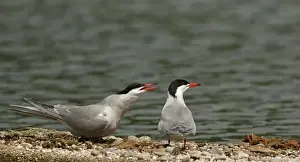 Common Terns -Sterna hirundo-, Mecklenburg-Western Pomerania, Germany
