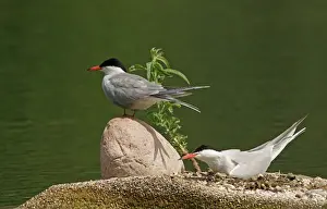 Tern Prints: Common Terns -Sterna hirundo-, Mecklenburg-Western Pomerania, Germany