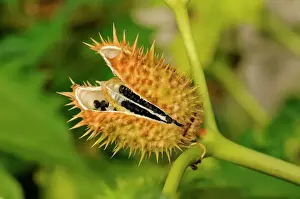 Detail Prints: Common Thorn Apple, Jimson Weed -Datura stramonium-, seed pod, Europe