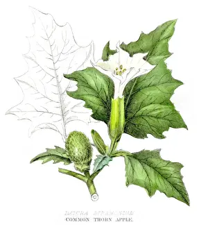 Moonflower Prints: Common thorn apple poison engraving 1857