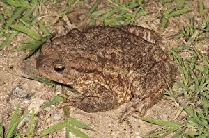 Common toad -Bufo bufo spinosus-, foraging, Kerkini Lake area, Greece, Europe