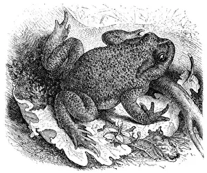 Amphibian Prints: Common Toad (Bufo vulgaris)