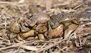 Common Toad or European Toad -Bufo bufo-, several males in amplexus with a female, mating process, Thuringia, Germany