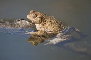 Common Toad or European Toad -Bufo bufo- clinging to a branch in the water, Thuringia, Germany