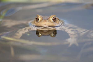 Common Toad or European Toad -Bufo bufo- in the water, Thuringia, Germany