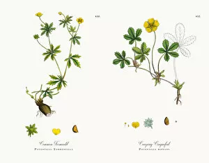 Images Dated 18th December 2017: Common Tormentil, Potentilla Tormentilla, Victorian Botanical Illustration, 1863