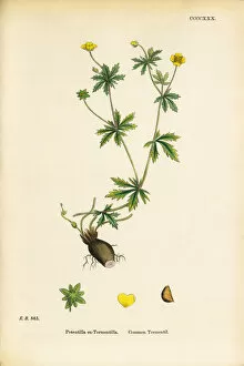Images Dated 20th September 2017: Common Tormentil, Potentilla Tormentilla, Victorian Botanical Illustration, 1863