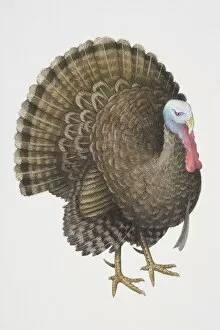 Images Dated 3rd July 2006: Common Turkey (Meleagris gallopavo), male wild turkey fanning its tail, side view