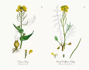 Images Dated 15th November 2017: Common Turnip, Brassica rapa, Victorian Botanical Illustration, 1863