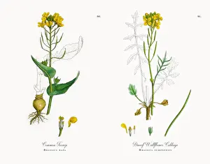 Common Turnip, Brassica rapa, Victorian Botanical Illustration, 1863