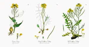 Common Turnip, Brassica rapa, Victorian Botanical Illustration, 1863