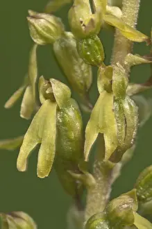 Common Twayblade -Listera ovata-, inflorescence, Neresheim, Baden-Wurttemberg, Germany