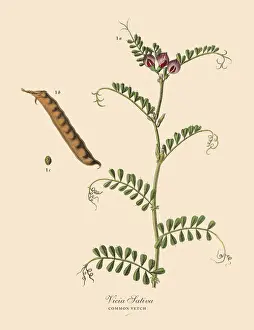 Common Vetch, Legumes, Victorian Botanical Illustration