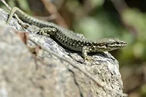 Images Dated 6th August 2014: Common Wall Lizard -Podarcis muralis-, Departement Cotes-d?Armor, Brittany, France