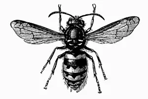 Images Dated 16th January 2016: Common Wasp (Vespula Vulgaris)