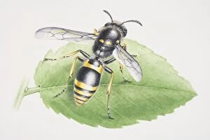 Images Dated 4th May 2006: Common Wasp, Vespula vulgaris, perched on a green leaf, front view