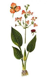 Common Water-plantain (Alisma plantago-aquatica)