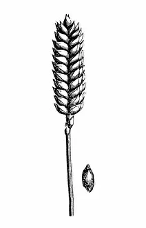 Images Dated 29th May 2017: Common wheat (Triticum aestivum)