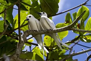 Images Dated 27th March 2012: Common White Terns -Gygis alba-, Marianne Island, Seychelles, Africa, Indian Ocean