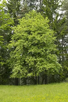 Single Tree Prints: Common Whitebeam -Sorbus aria-, Thuringia, Germany