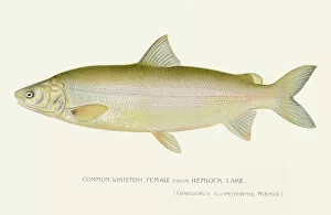 Images Dated 16th July 2016: Common whitefish female illustration 1897