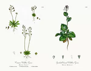 Images Dated 18th November 2017: Common Whitlow Grass, Draba Verna, Victorian Botanical Illustration, 1863