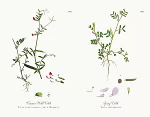 Images Dated 13th December 2017: Common Wild Vetch, Vicia angustifolia, var. a Bobartii, Victorian Botanical Illustration, 1863