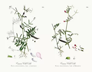 Images Dated 13th December 2017: Common Wild Vetch, Vicia angustifolia, var. a segetalis, Victorian Botanical Illustration, 1863