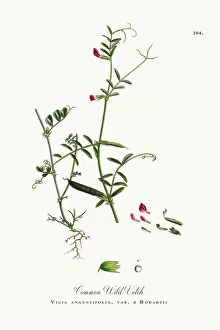 Images Dated 19th October 2017: Common Wild Vetch, Vicia angustifolia, var. a Bobartii, Victorian Botanical Illustration, 1863