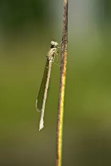 Images Dated 27th July 2013: Common Winter Damselfly -Sympecma fusca-, newly hatched females, Canton of Geneva, Switzerland