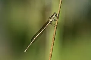 Images Dated 10th August 2013: Common Winter Damselfly -Sympecma fusca-, male, Canton of Geneva, Switzerland