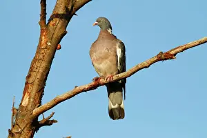 Pigeon Prints: Common Wood Pigeon -Columba palumbus- perched on a branch