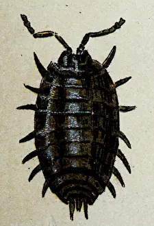Common Prints: Common woodlouse (Oniscus asellus), insect animals antique illustration
