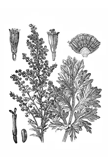 Clip Art Prints: Common wormwood (Artemisia Absinthium)