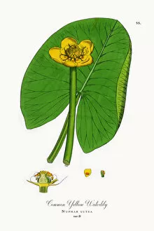 Images Dated 25th September 2017: Common Yellow Waterlily, Nuphar lutea, Victorian Botanical Illustration, 1863